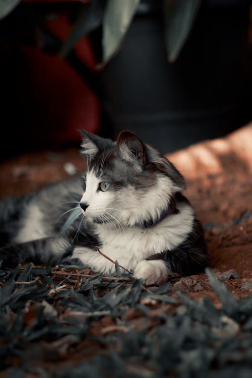 Close-up of a Gray and White Cat