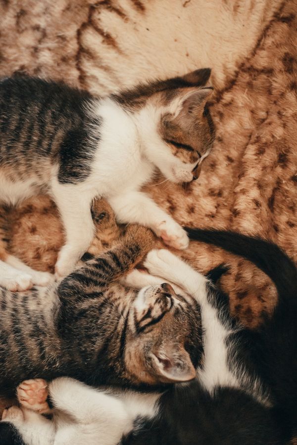 Gatinhos fofos dormindo tranquilamente em uma manta macia, mostrando a tranquilidade dos gatos domésticos.