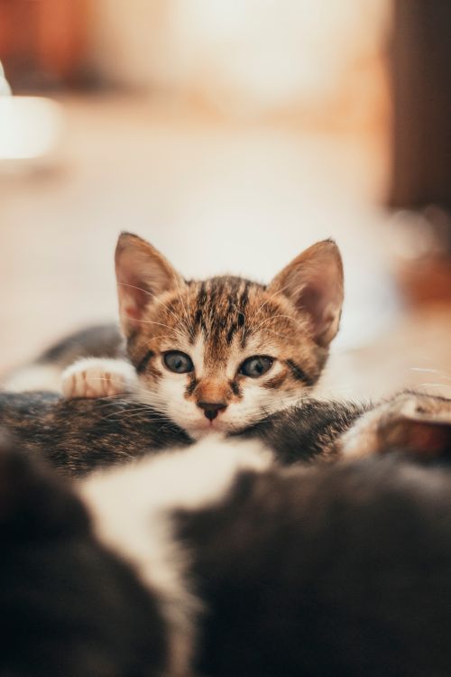 Free Cute tabby kitten with blue eyes peering over its sibling, captured in warm indoor lighting. Stock Photo