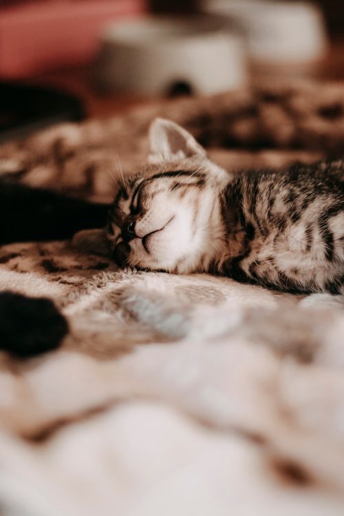 Free A cute tabby kitten peacefully sleeping on a soft, furry blanket indoors. Stock Photo