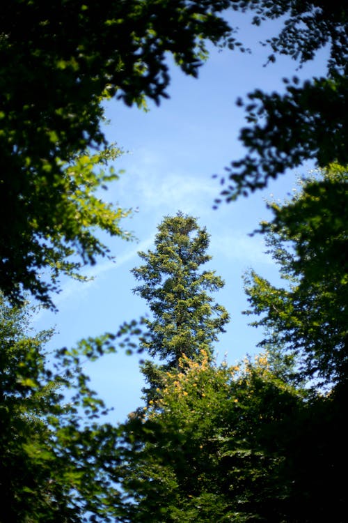 Ingyenes stockfotó ég, erdő, fák témában