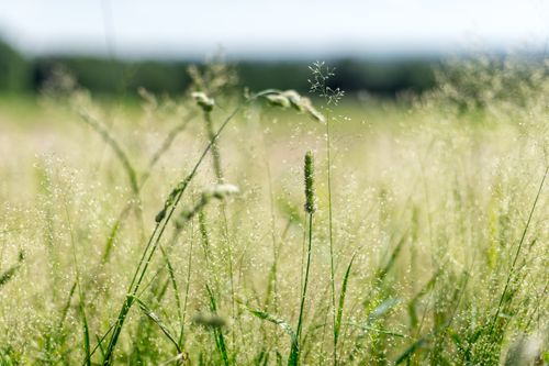 Free A peaceful summer meadow with tall green grasses swaying in the gentle breeze. Stock Photo