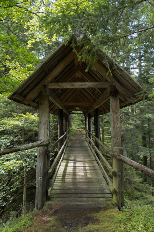 Ingyenes stockfotó erdő, fahíd, híd témában