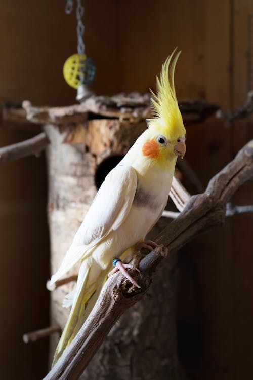 Fotos de stock gratuitas de aviar, cacatúa, en peligro de extinción
