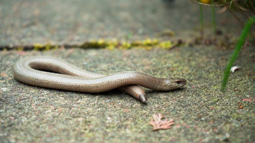 Ingyenes stockfotó kígyó, természet témában