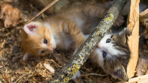Ingyenes stockfotó aranyos, cica, fa témában