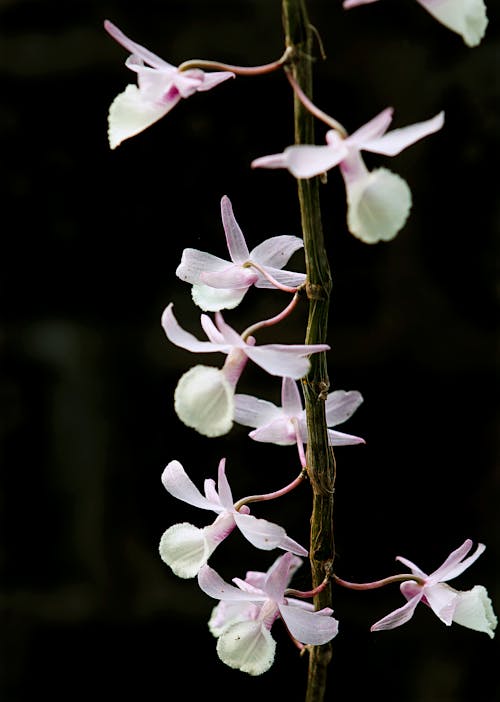 Free Photo of White Flowers Stock Photo