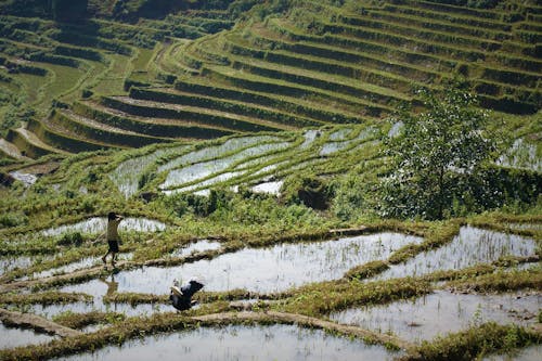 Irrigated Rice Fields