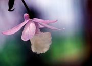 粉红色兰花的特写美丽动人，背景柔和模糊，展现了大自然的微妙细节
