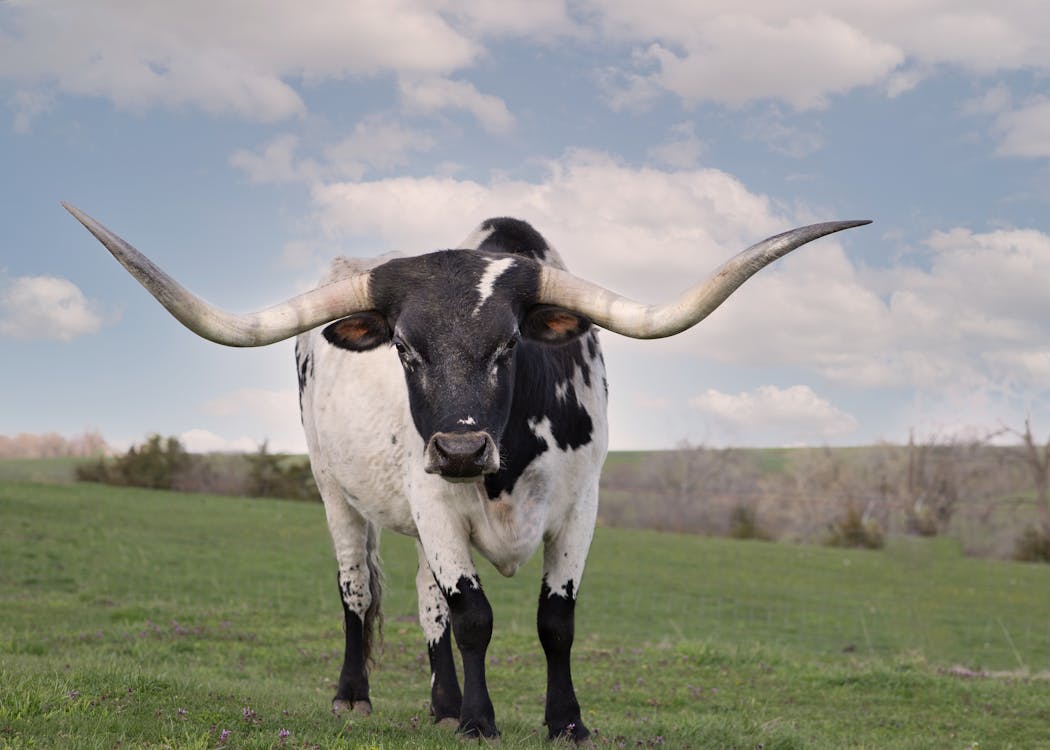乾草地, 乾草田, 公牛 的 免费素材图片