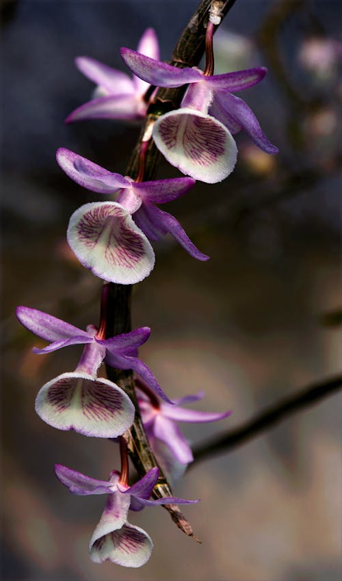 Closeup Photo of Purple-and-white Flowers