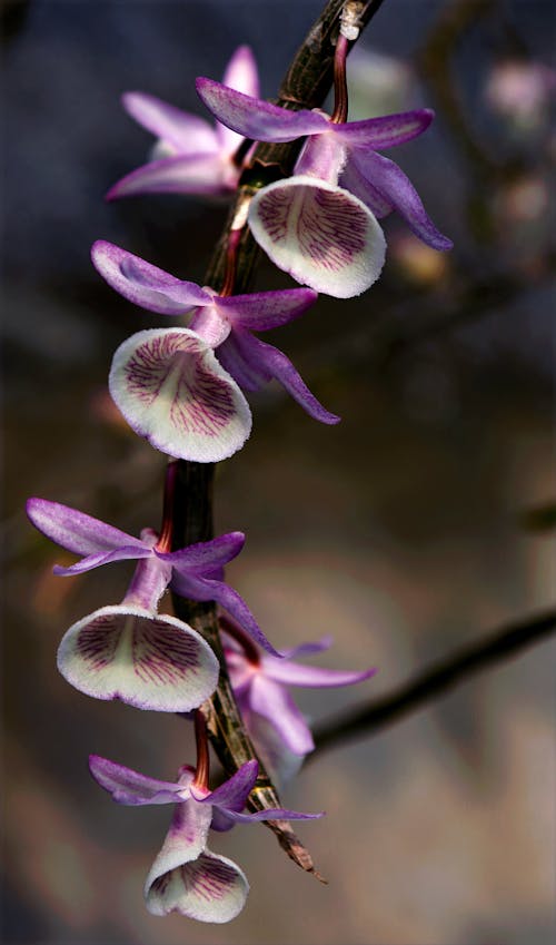 Close Upfoto Van Paars Witte Bloemen