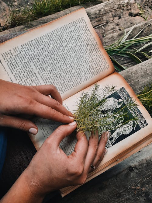 Fotos de stock gratuitas de de cerca, hojas, libro