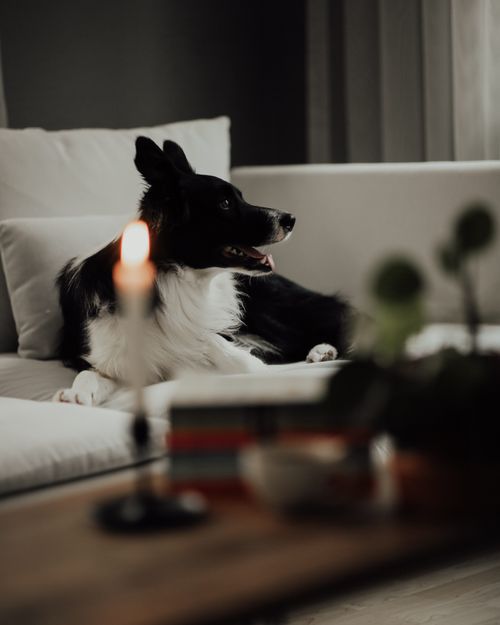 Black and White Dog Sitting on Couch · Free Stock Photo