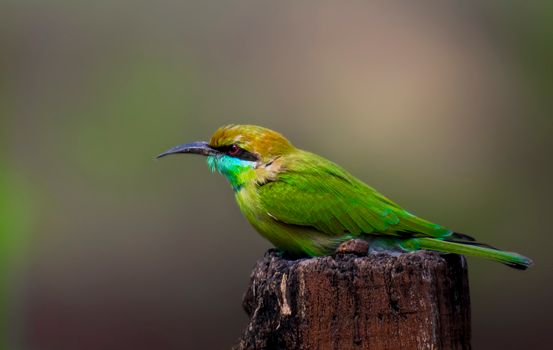 Close-up of a colorful green bee-eater perched on a wooden stump, showcasing its vivid plumage., free online jigsaw puzzle on JigsawPuzzlesFreeOnline.org