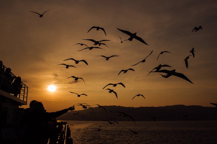 Silhouette Of People Feeding The Flying Birds