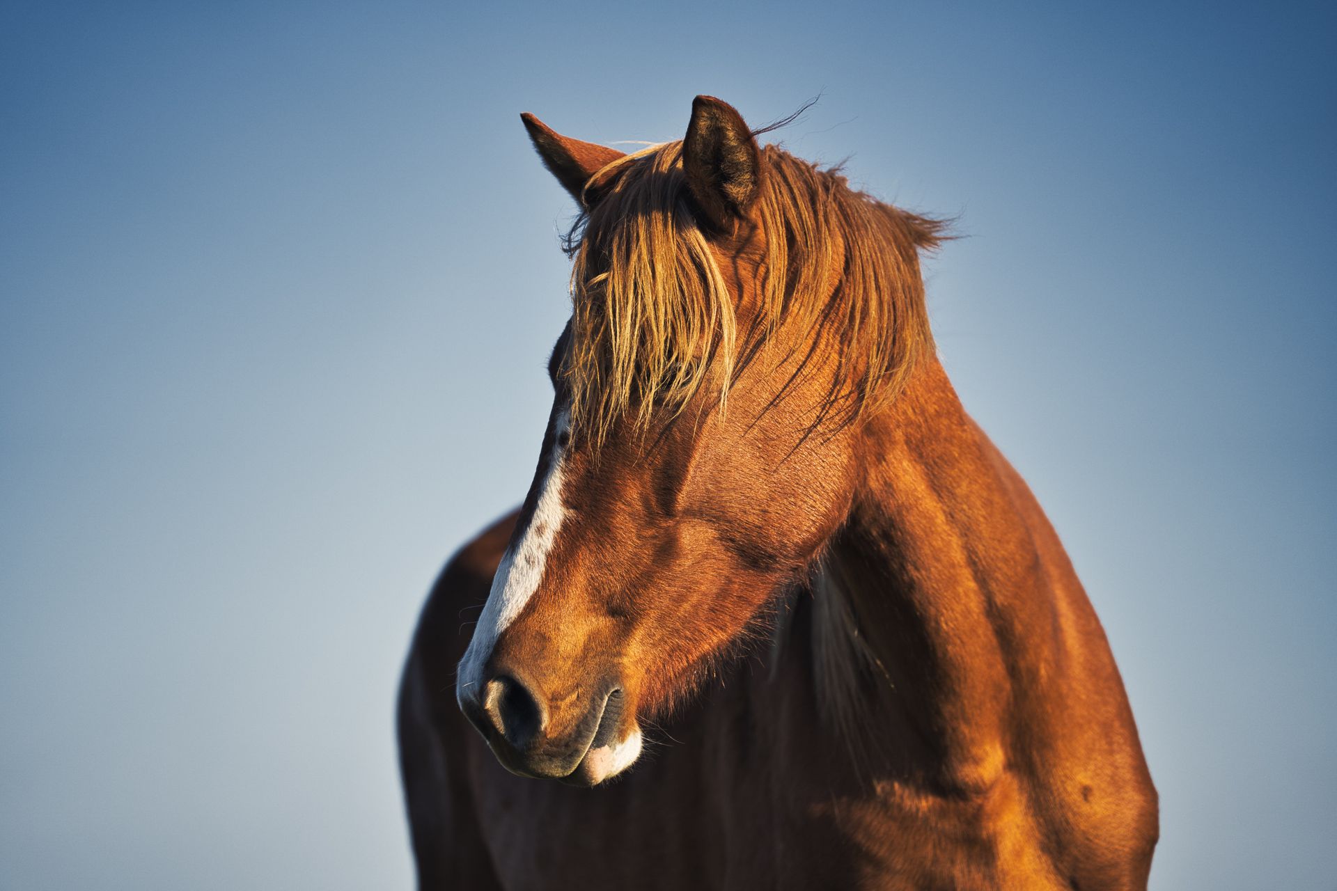 Close-up of a Brown Horse with Hair