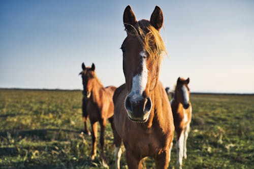 Základová fotografie zdarma na téma fotografování zvířat, hnědý kůň, hřebec
