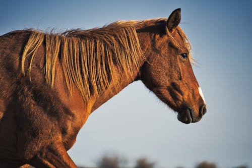 Side View of a Brown Horse
