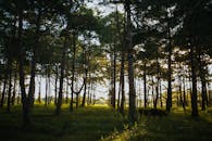 菲律宾森林阳光明媚，奶牛在宁静的牧场上悠然吃草，呈现出一幅完美的自然景象