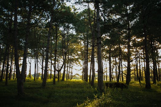 菲律宾森林阳光明媚，奶牛在宁静的牧场上悠然吃草，呈现出一幅完美的自然景象