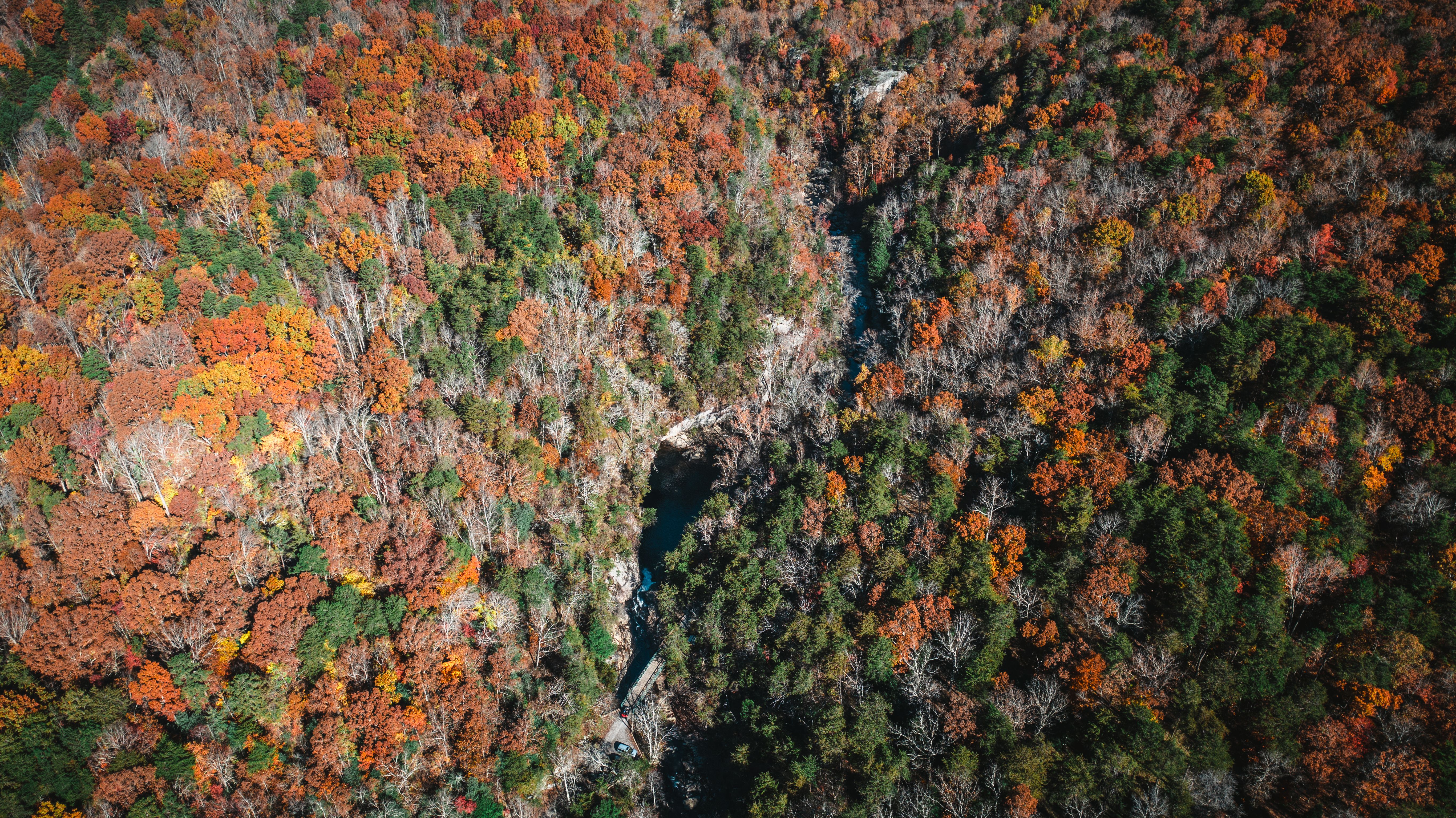 Aerial Photography of Autumn Trees in the Forest · Free Stock Photo