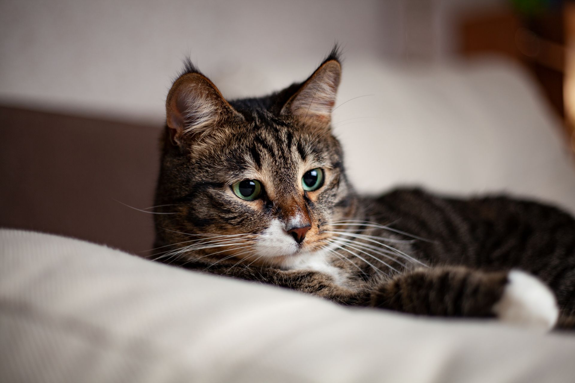 A Shot of Domestic Cat