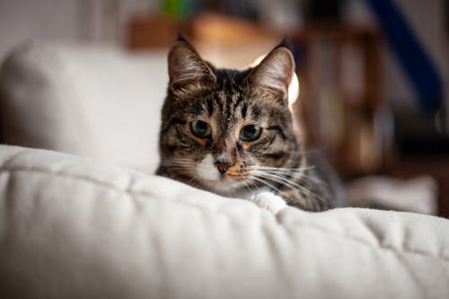 Brown Tabby Cat on White Pillow