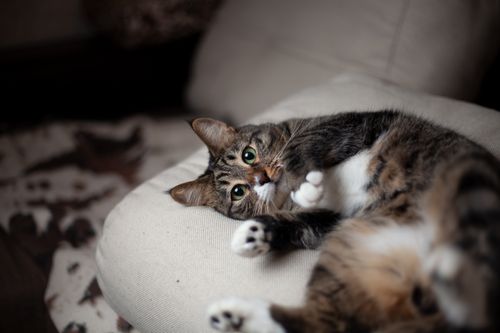 Free Adorable tabby cat lounging comfortably indoors on a cushion, showing playful curiosity. Stock Photo