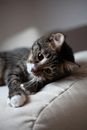 chat