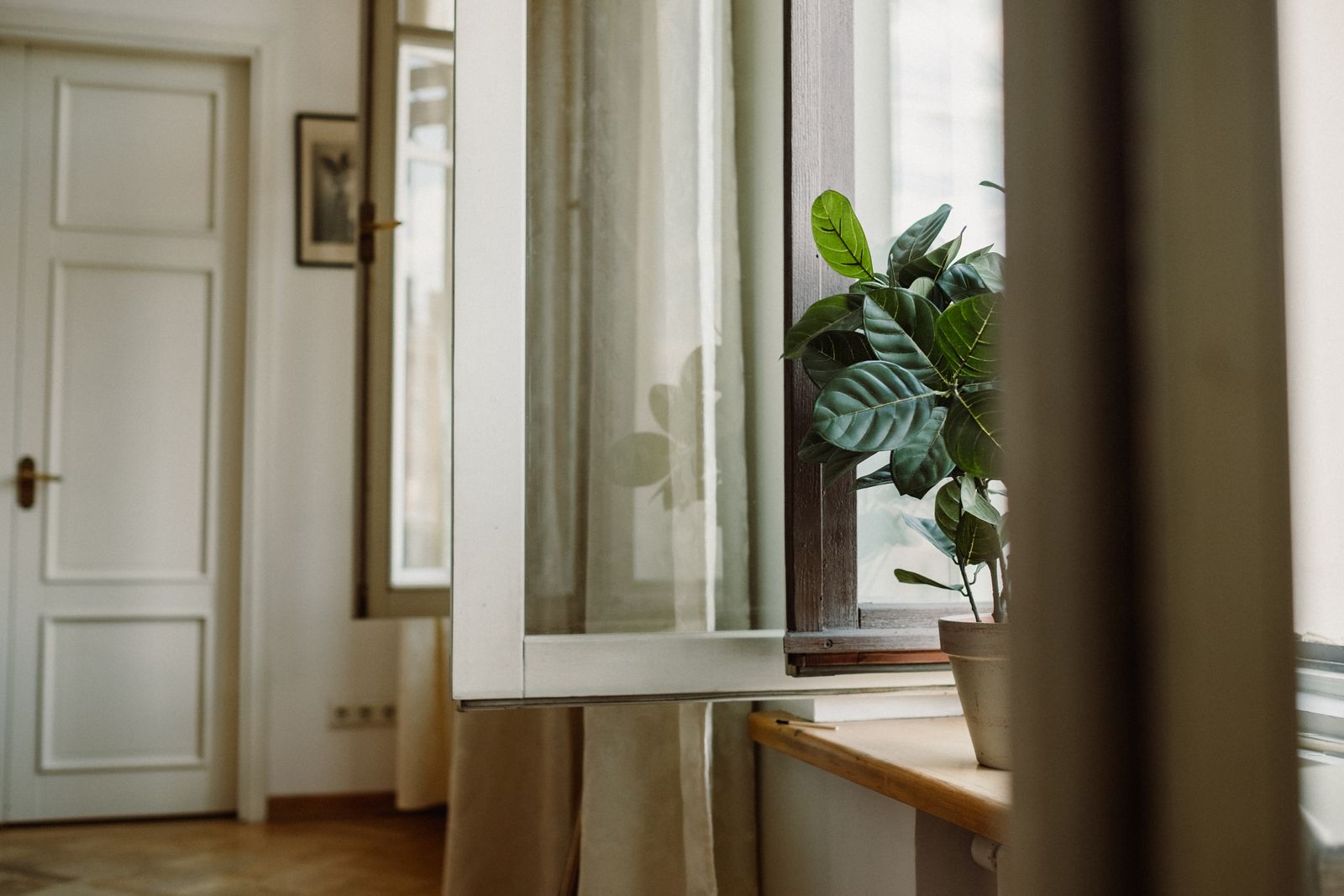 Planta em vaso ao lado de janela e cortinas em ambiente interno.