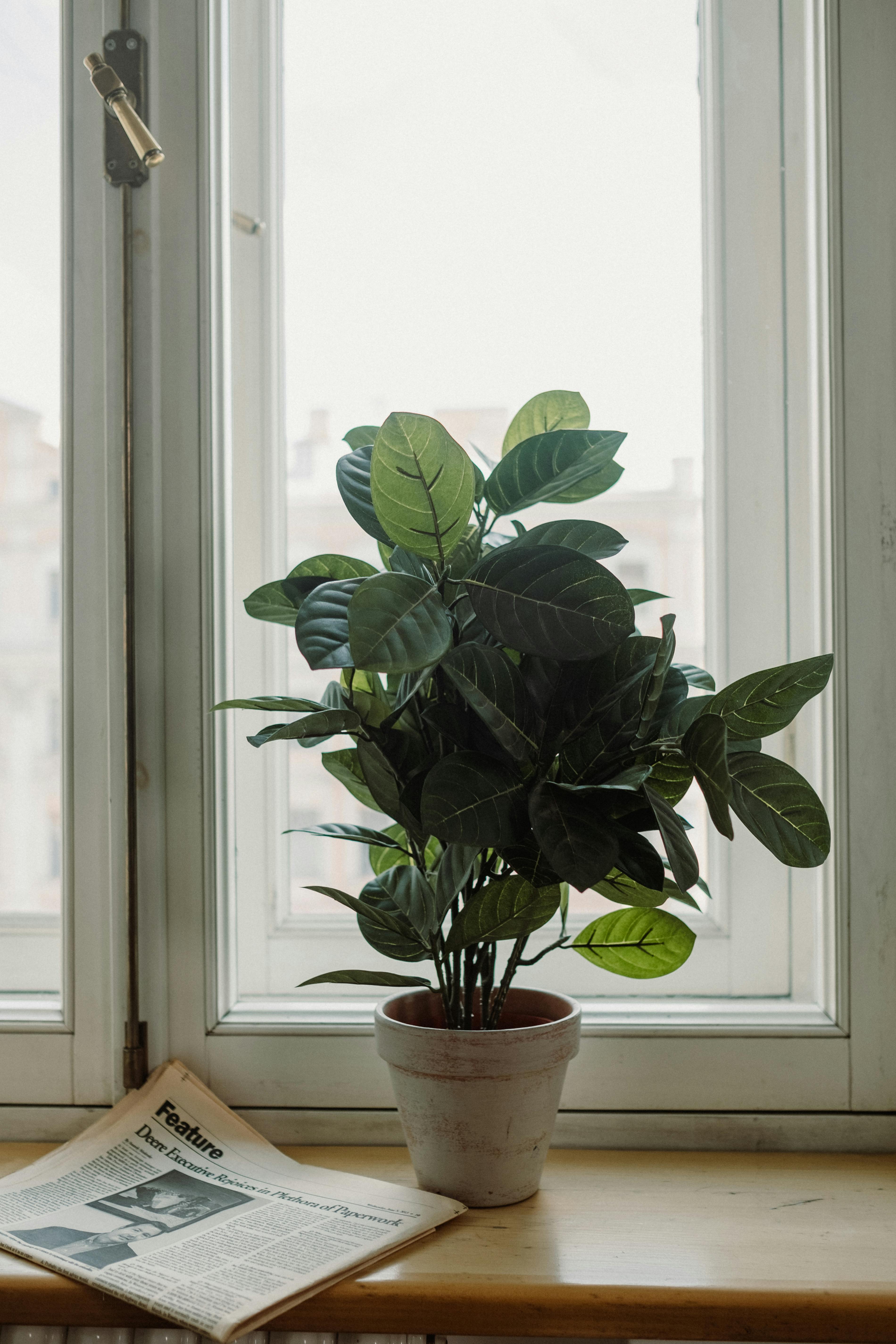A lush green potted plant by a window with a newspaper creates a serene indoor scene.