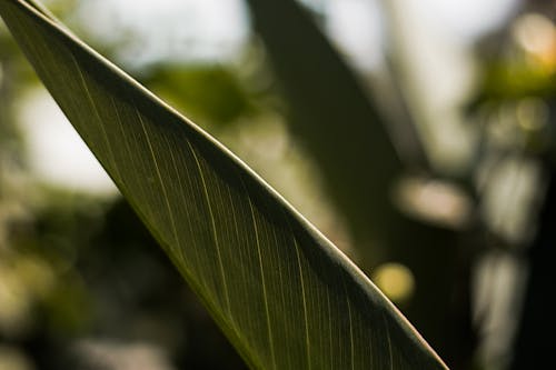 Close Up Foto Van Groen Blad