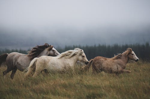 A Side View of Group of Horses Running on Grass With Forest and Fog in Background 
