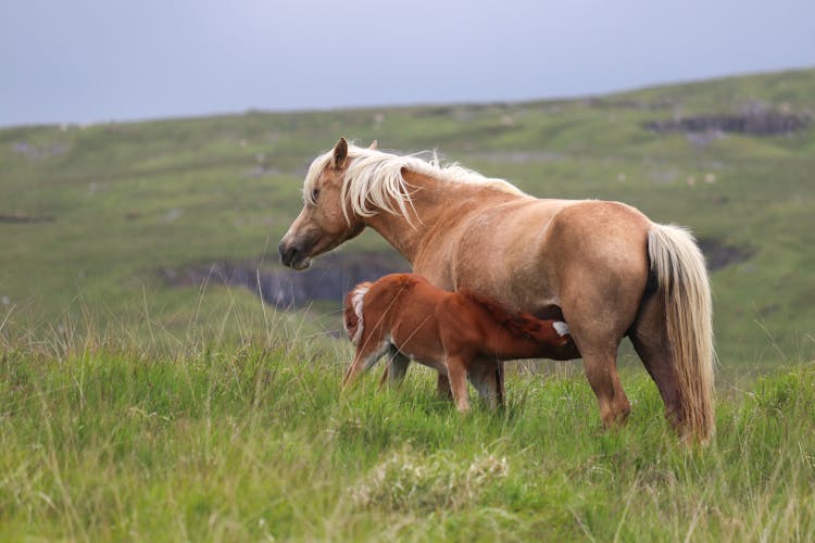 A Mare Nursing Her Foal In A Field 