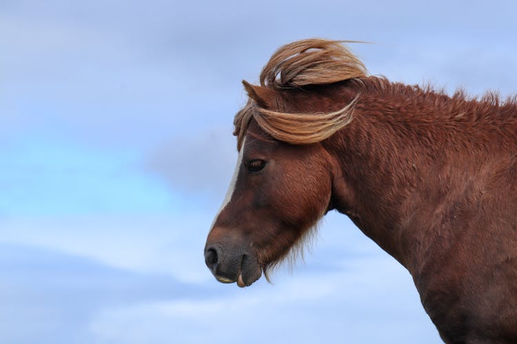 Horse With Wind In Hair