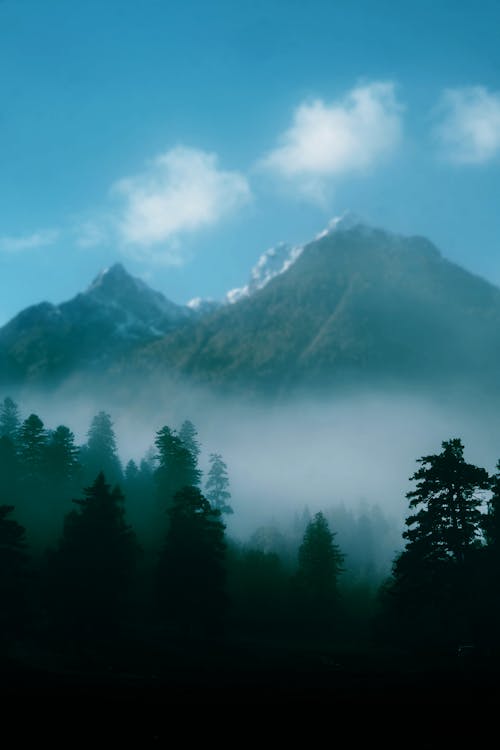 Foggy Mountains and Forest 