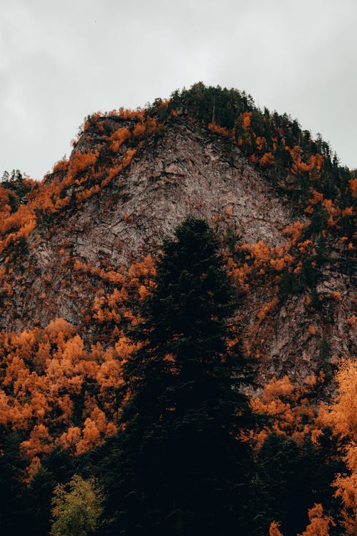 Foto profissional grátis de árvores, céu nublado, colina