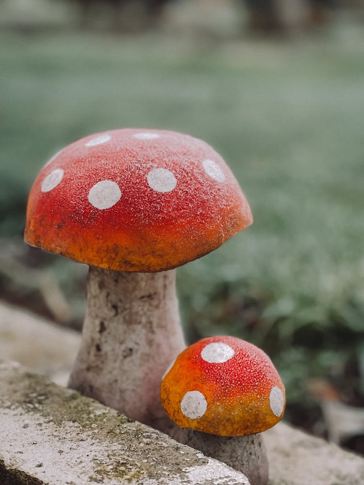 Red And White Mushrooms On Gray Rock