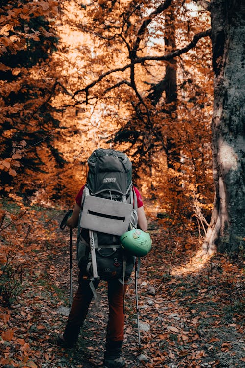 Gratis lagerfoto af Backpacker, brune blade, efterår