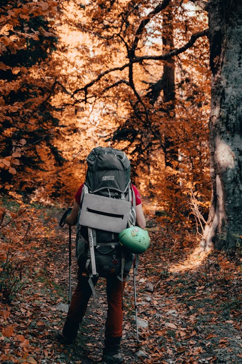 A Trekker in a Forest