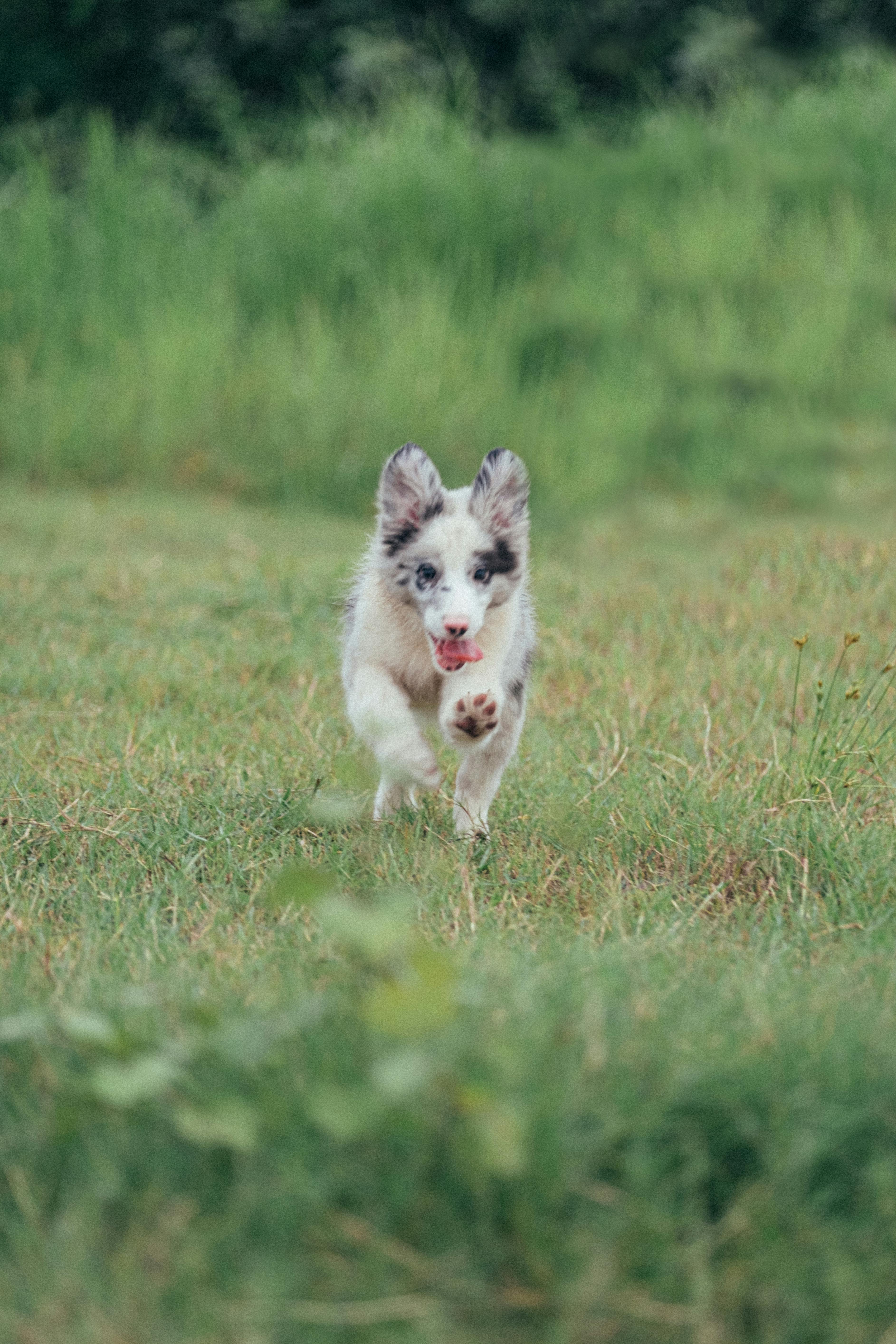 a border collie puppy running in the grass