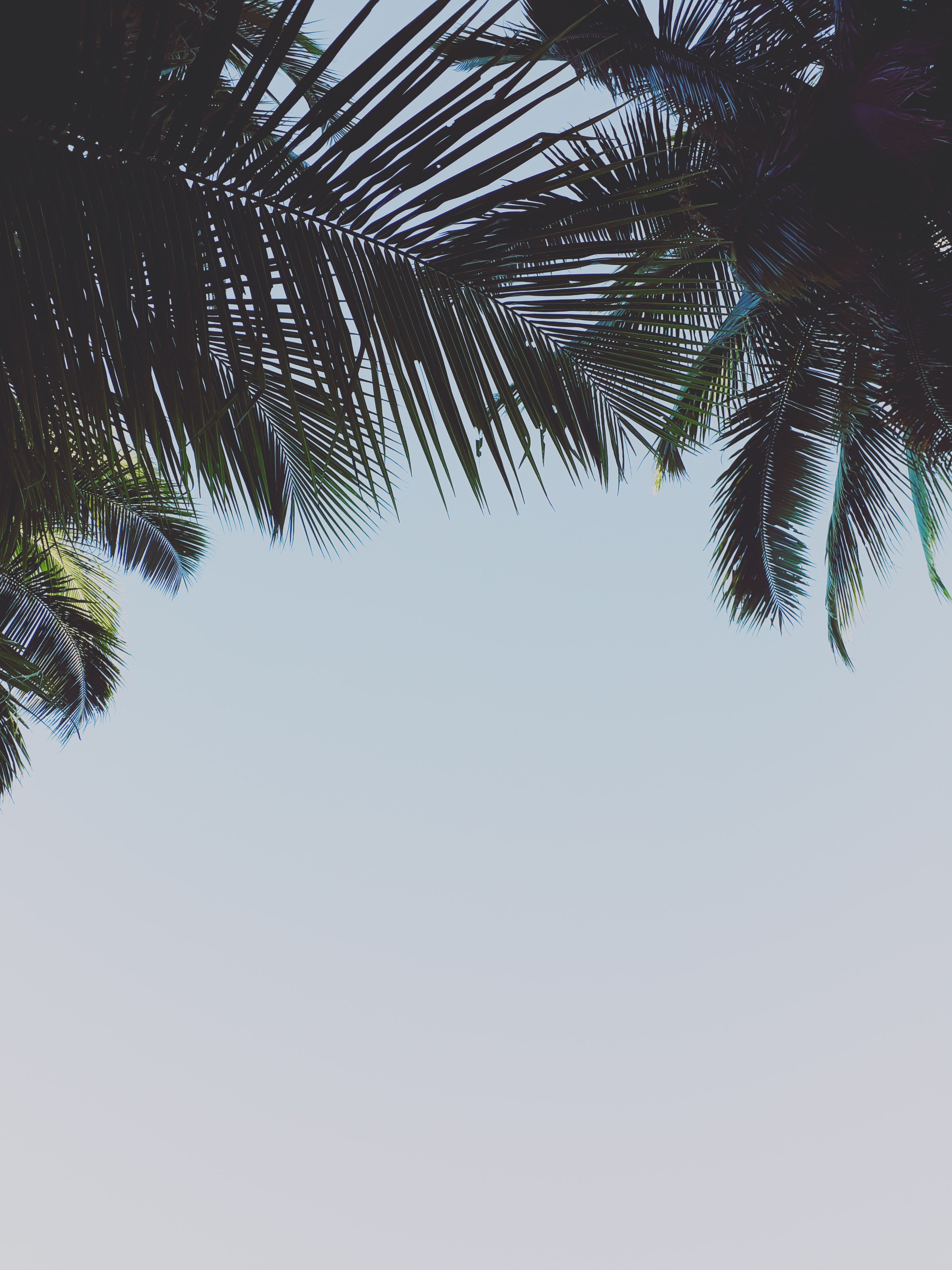 Low-angle view of palm leaves framing a clear sky, offering natural copy space.