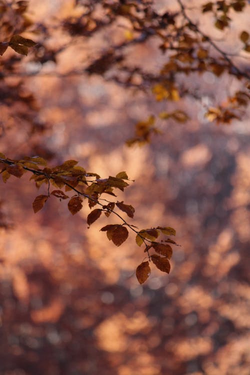 Immagine gratuita di avvicinamento, foglie, natura
