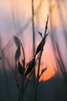 Withered leaves silhouetted against a vibrant twilight sky, capturing the moment's tranquility.