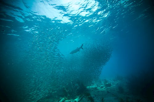 Underwater Photography of School of Fish