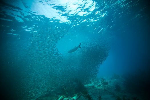 Captivating underwater scene of a school of fish navigating through clear Caribbean waters.