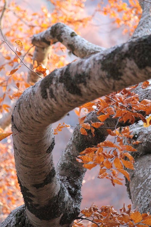 Foto d'estoc gratuïta de arbre, enfocament selectiu, fulles de color taronja