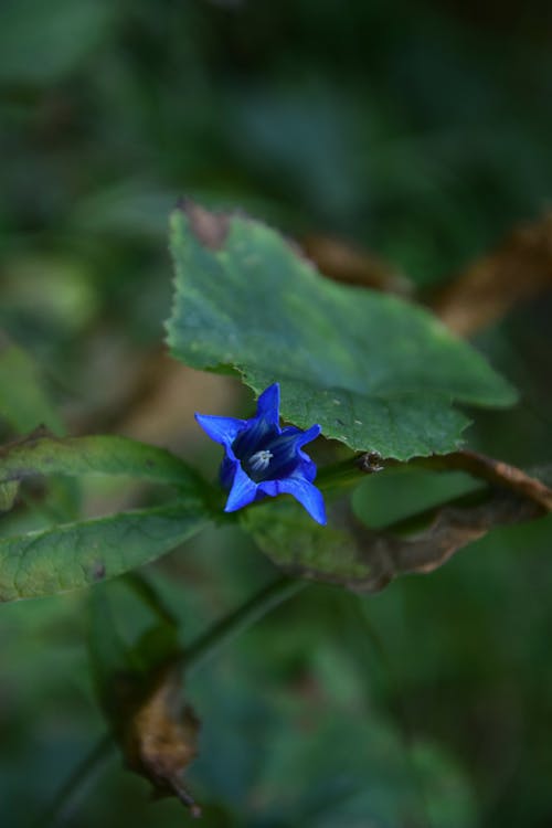 Ảnh lưu trữ miễn phí về bắn dọc, Hoa màu xanh, nở hoa