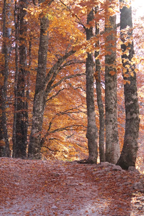 Základová fotografie zdarma na téma fotografie přírody, les, oranžové listy